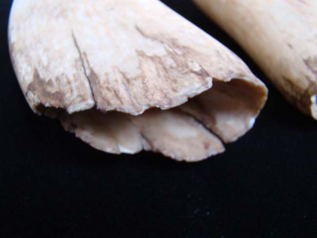 Possibly the Largest and Finest Pair of Antique Whale's Teeth on the market today !! — image 5